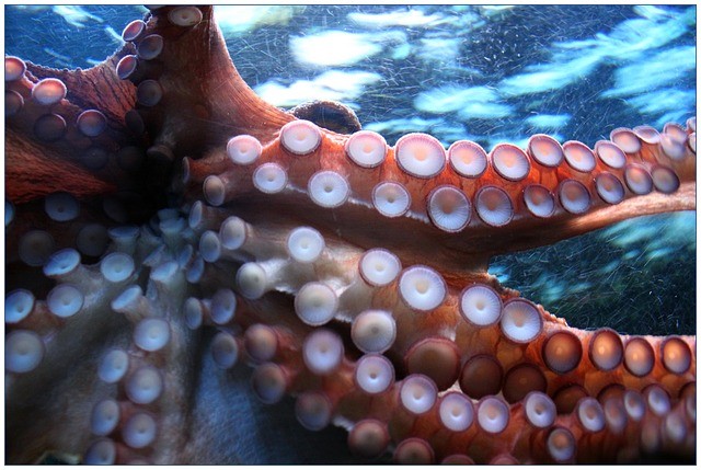 Advarsel: pas på blæksprutter